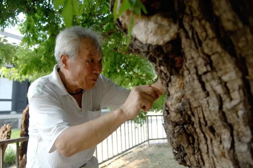 张用宪治树